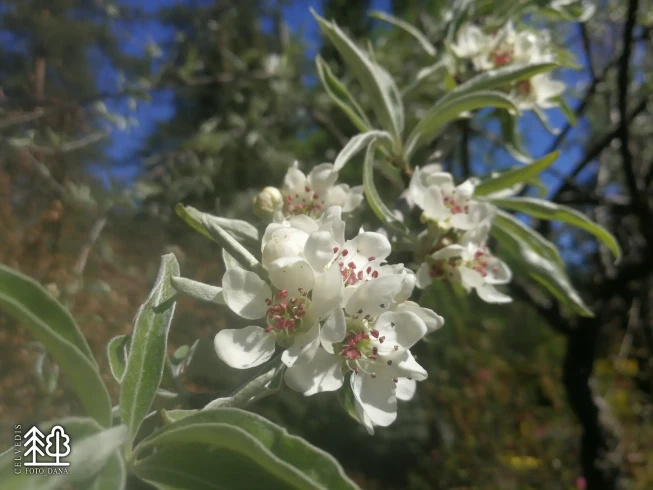 Pyrus salicifolia   'Pendula'